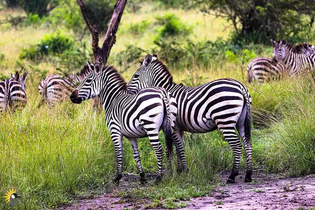 two zebras in Kenya